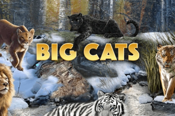Big Cats pokie